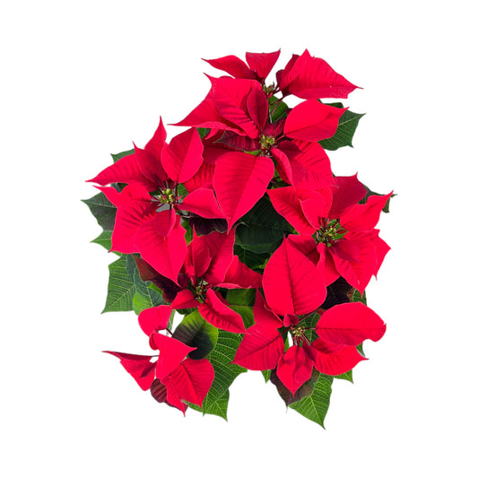 Poinsettia 13cm in Ceramic