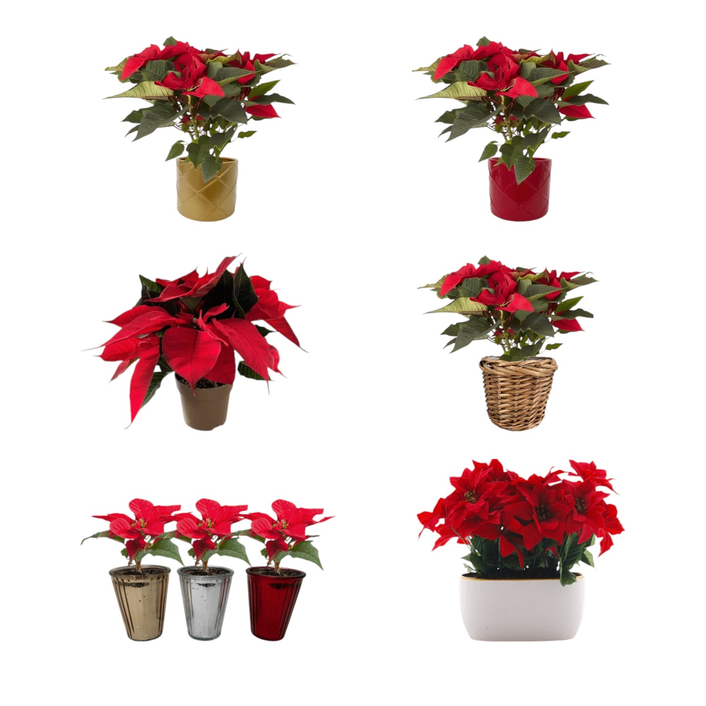 Poinsettia Top Up - Trolley G