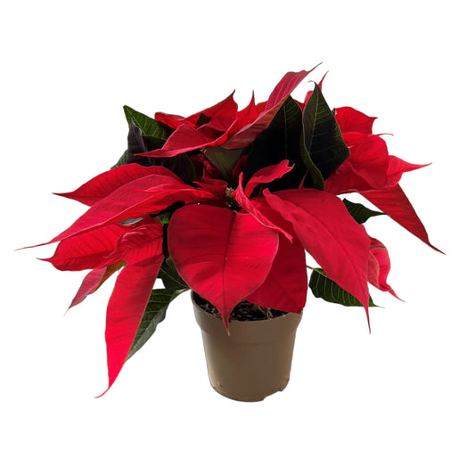 Poinsettia 10.5cm