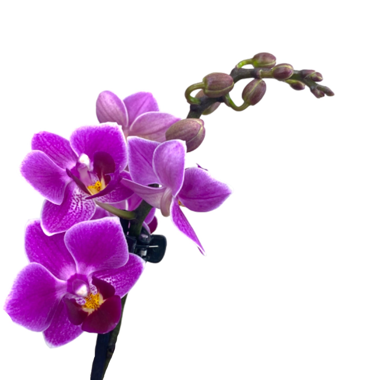 Phalaenopsis 9cm AGM Triple Stem Puebla