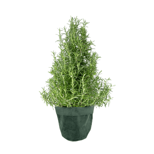 Rosemary Christmas Tree 17cm In velvet bag - Orchid The Horti House