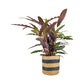 Calathea 17cm Rufibarba in Basket