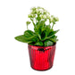 Kalanchoe 9cm Red & White mix in Christmas glass