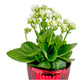 Kalanchoe 9cm Red & White mix in Christmas glass