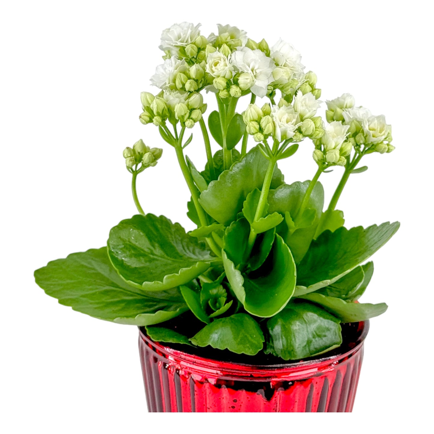 Kalanchoe 9cm Red & White mix in Christmas glass