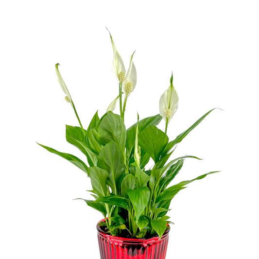 Spathiphyllum 9cm in Christmas glass