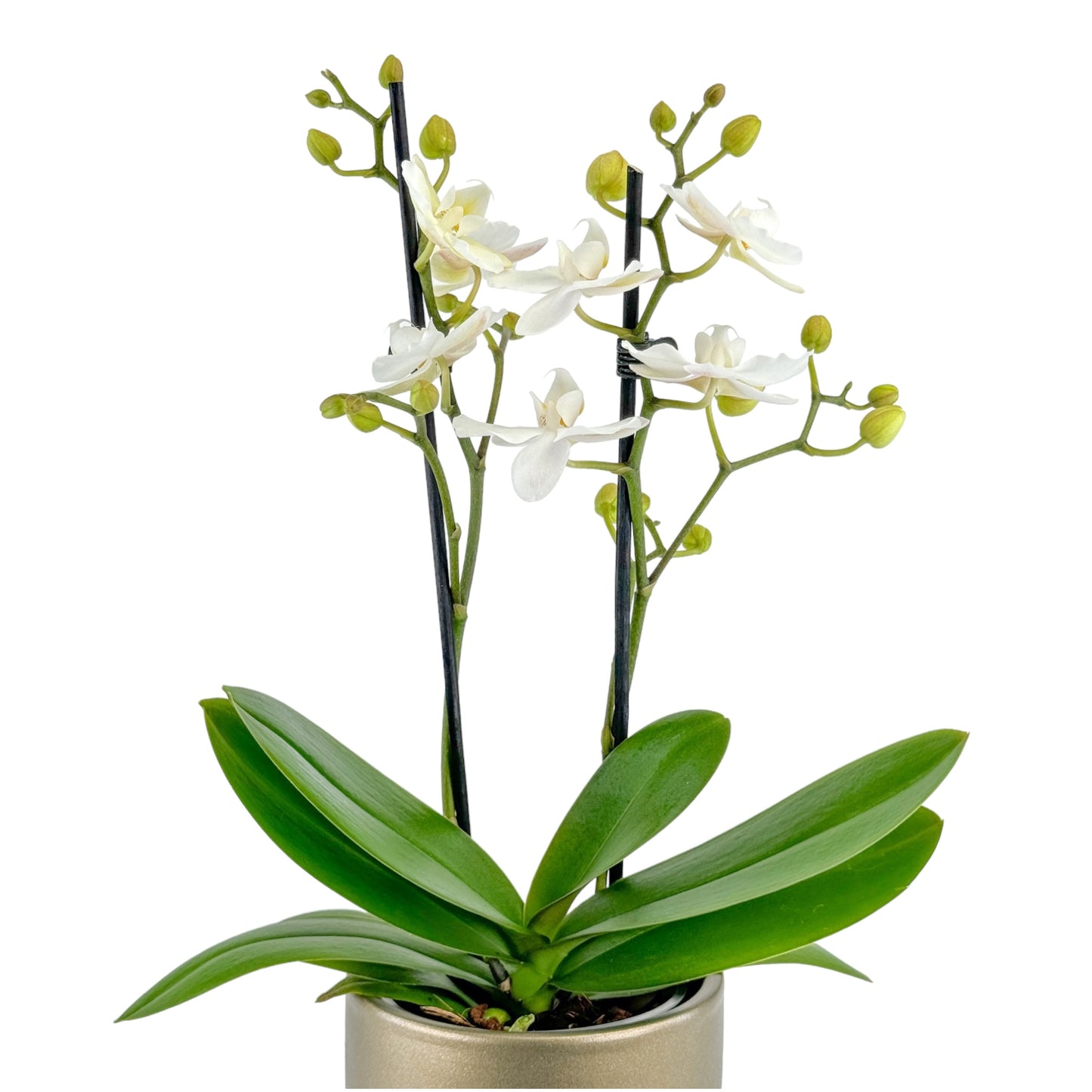 Phalaenopsis 9cm In Christmas Ceramic