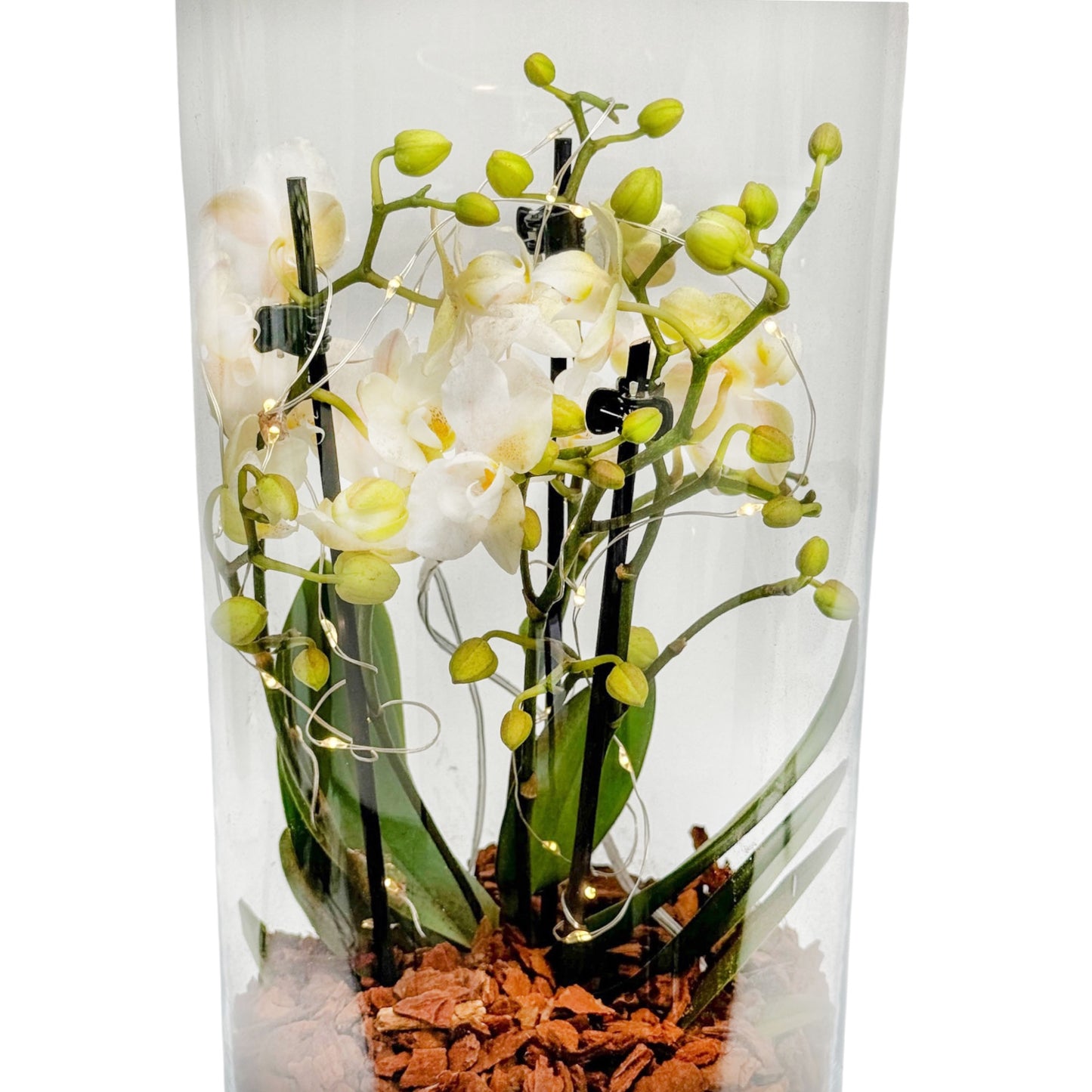 Phalaenopsis 9cm Triple stem In Light up Terrarium