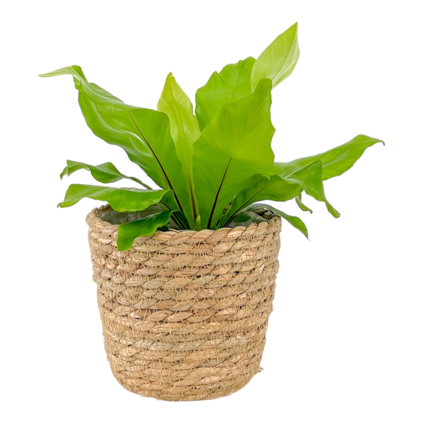 Asplenium 12cm Nidus In Basket