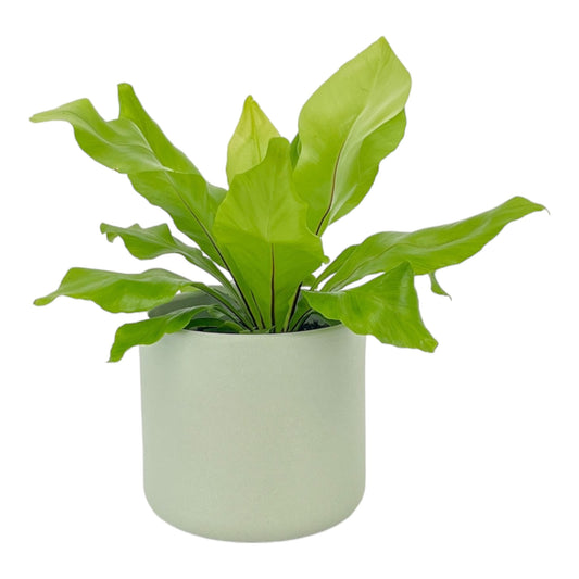 Asplenium 12cm Nidus in Cambridge Ceramic