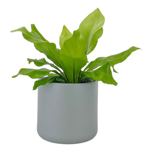 Asplenium 12cm Nidus in Cambridge Ceramic