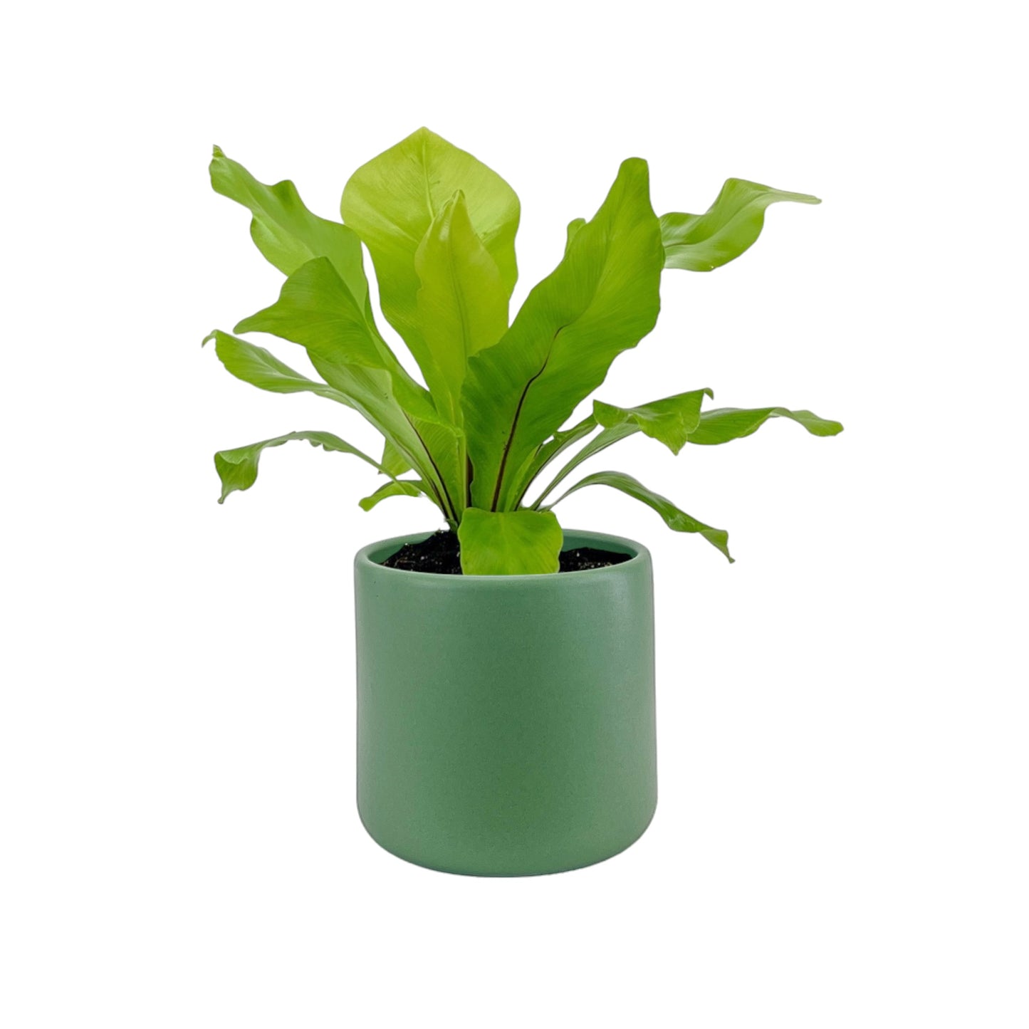 Asplenium 12cm Nidus in Cambridge Ceramic