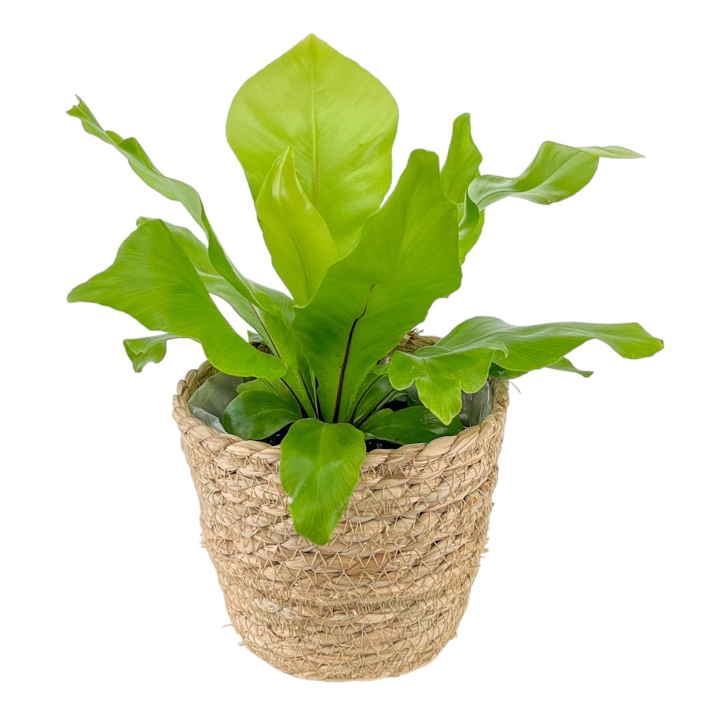 Asplenium 12cm Nidus In Basket