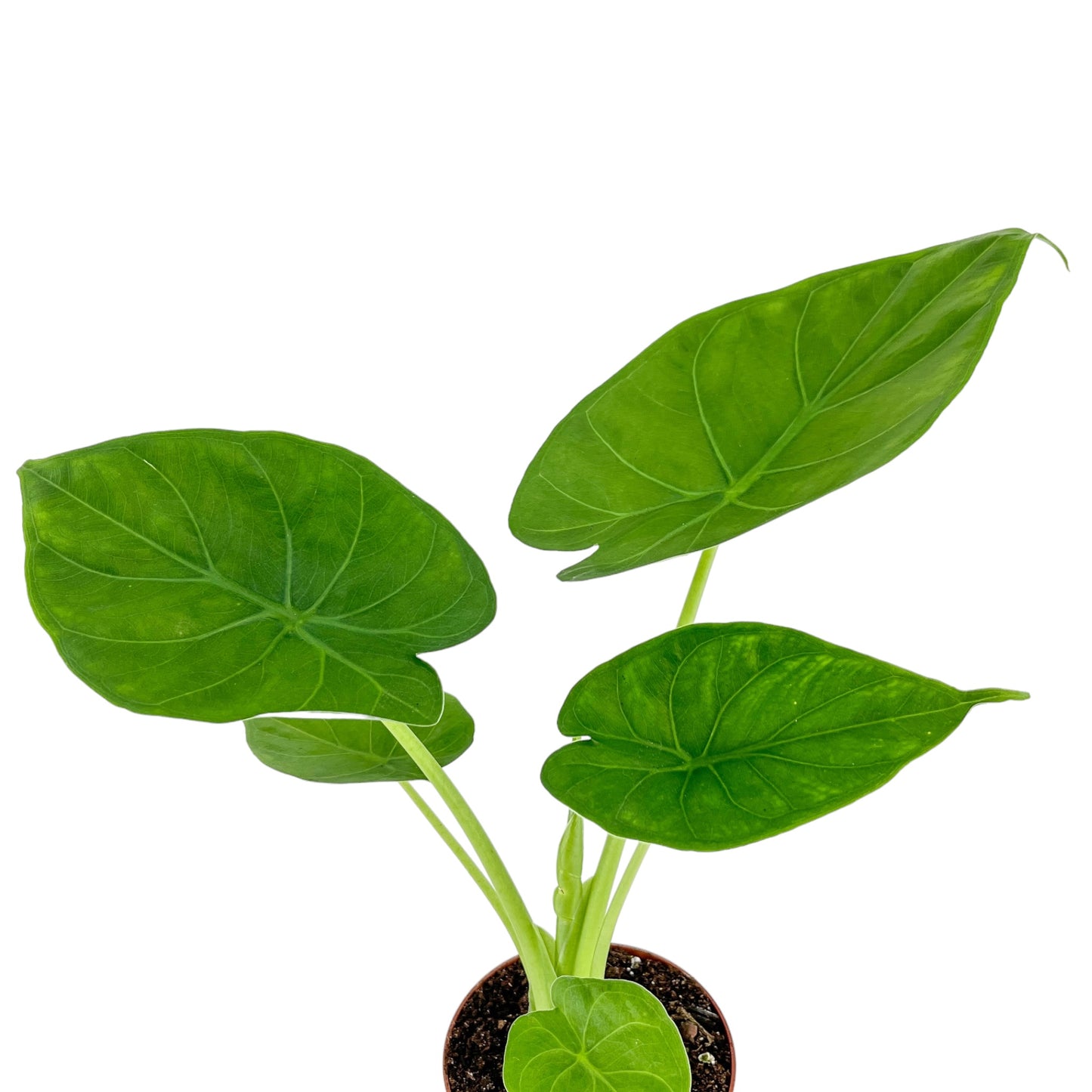 Alocasia 12cm Green Wentii