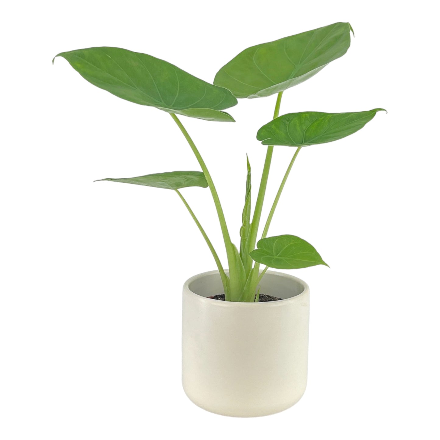 Alocasia 12cm Green Wentii in Cambridge Ceramic