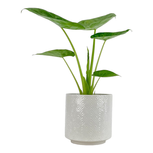 Alocasia 12cm Green Wentii in Oxford Ceramic