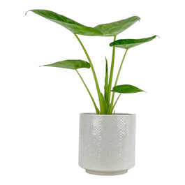 Alocasia 12cm Green Wentii in Oxford Ceramic