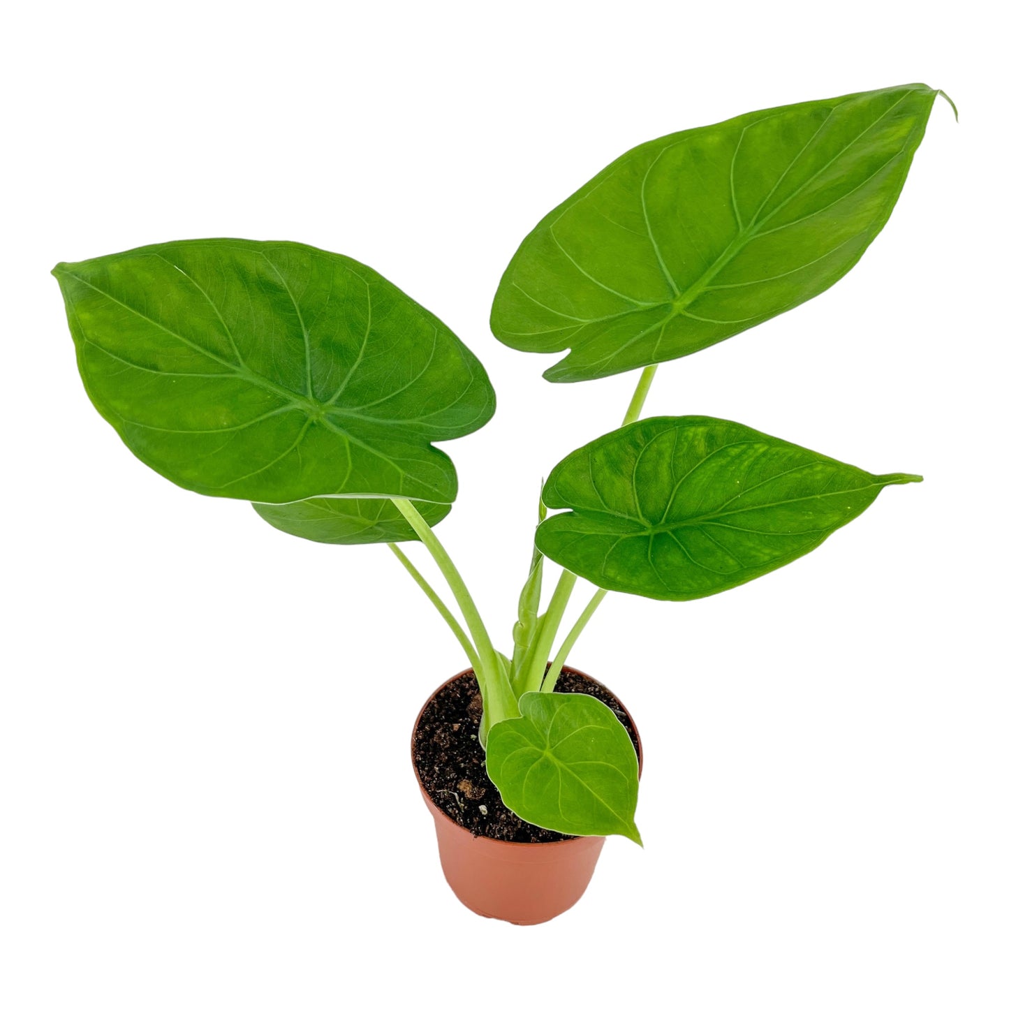 Alocasia 12cm Green Wentii