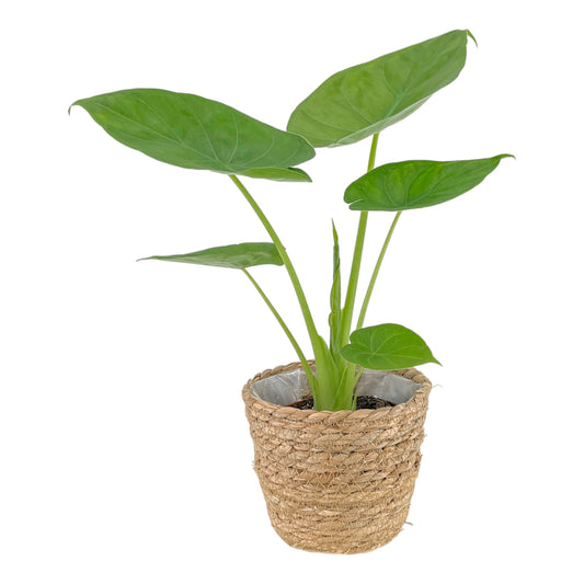 Alocasia 12cm Green Wentii In Basket