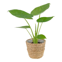 Alocasia 12cm Green Wentii In Basket