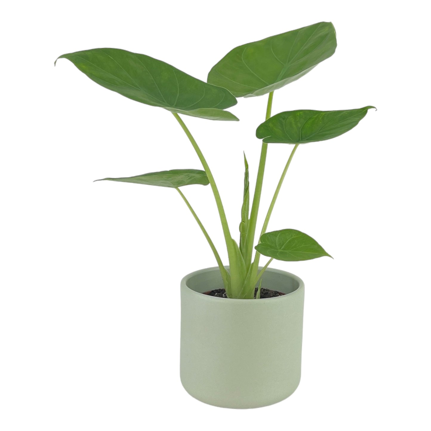 Alocasia 12cm Green Wentii in Cambridge Ceramic