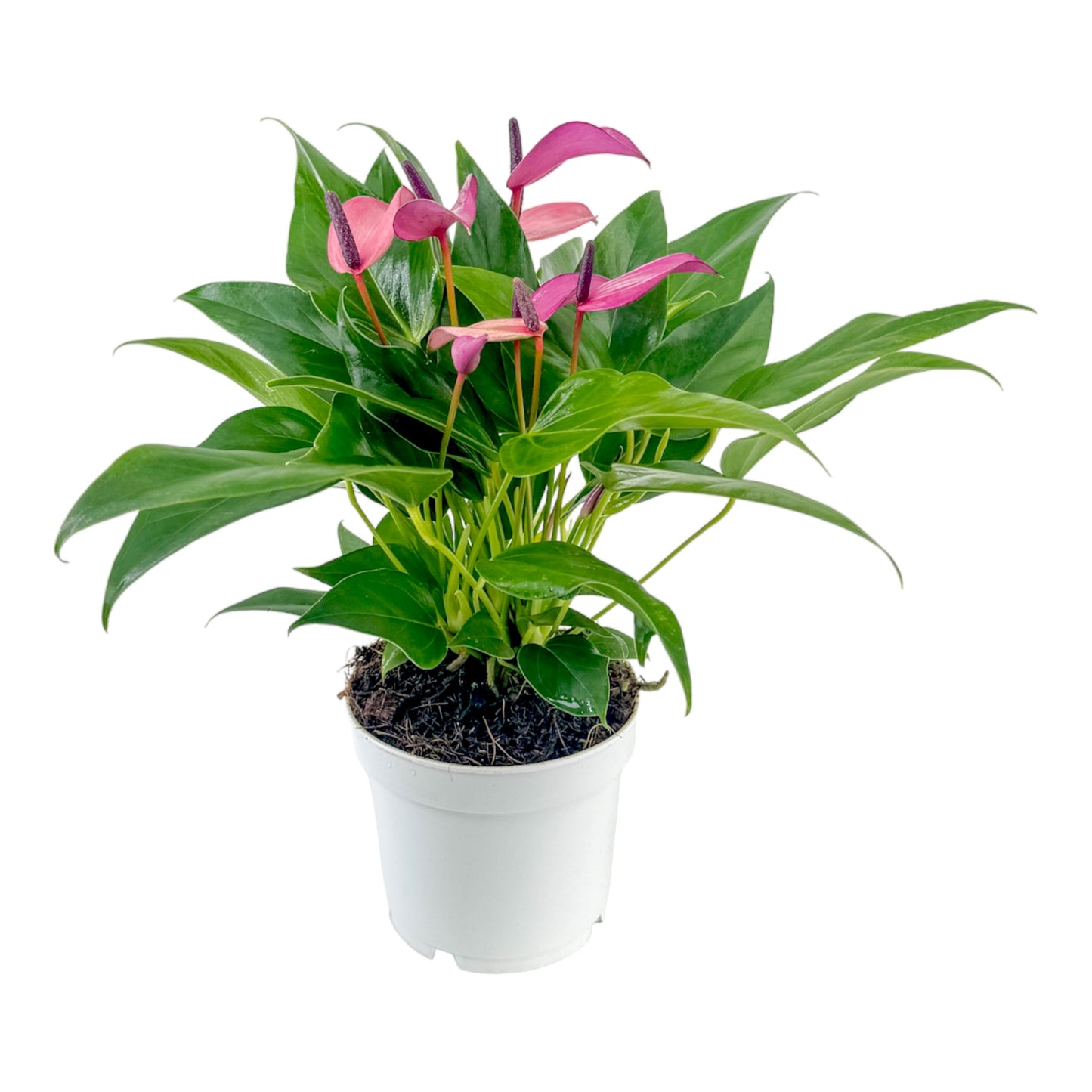 Anthurium 12cm Zizou