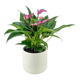 Anthurium 12cm Zizou in Cambridge Ceramic