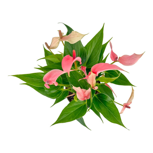 Anthurium 12cm Lilli