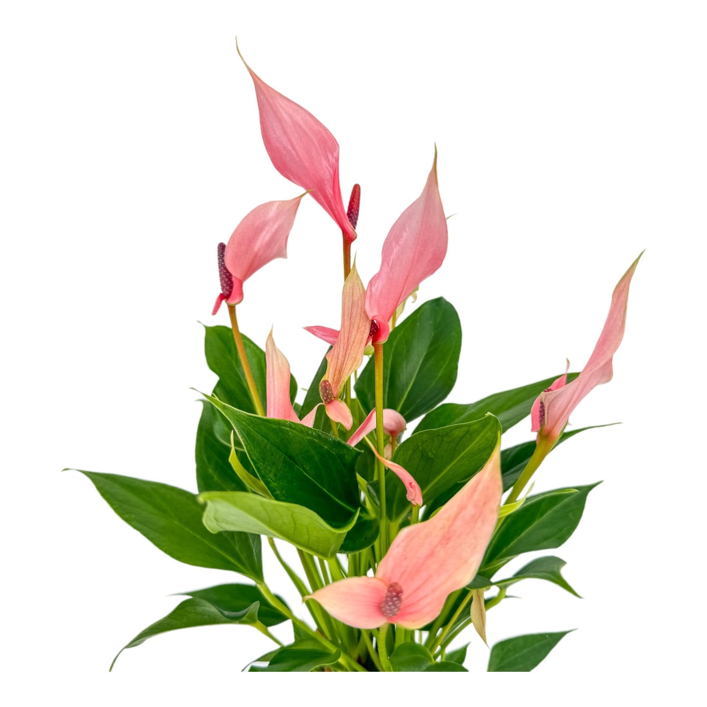 Anthurium 12cm Lilli