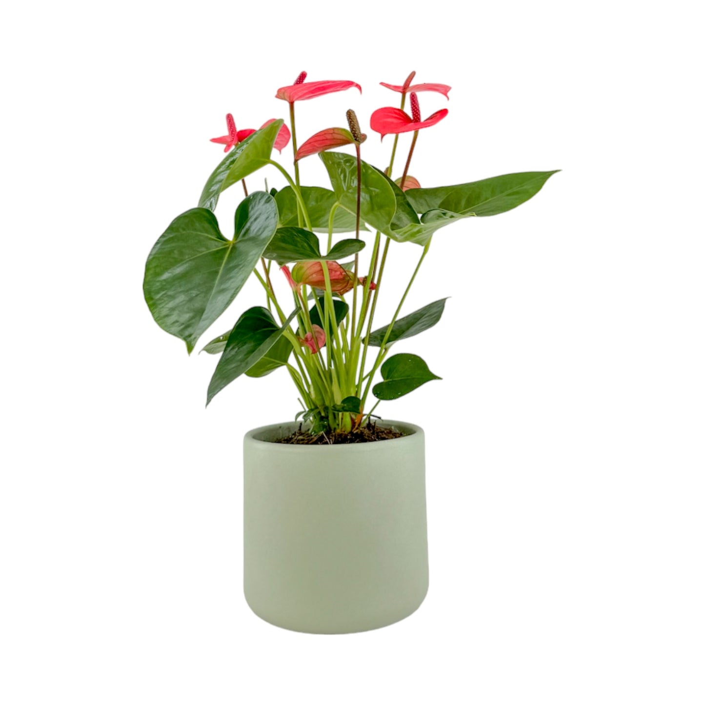 Anthurium 12cm Champion Mixed Colours in Cambridge Ceramic