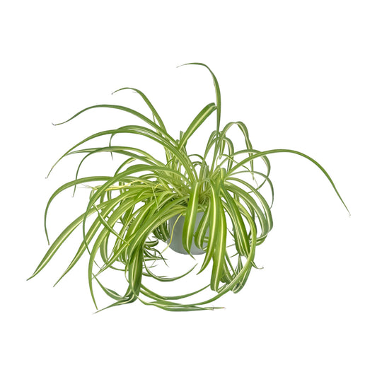 Chlorophytum 12cm Comosum in Cambridge Ceramic