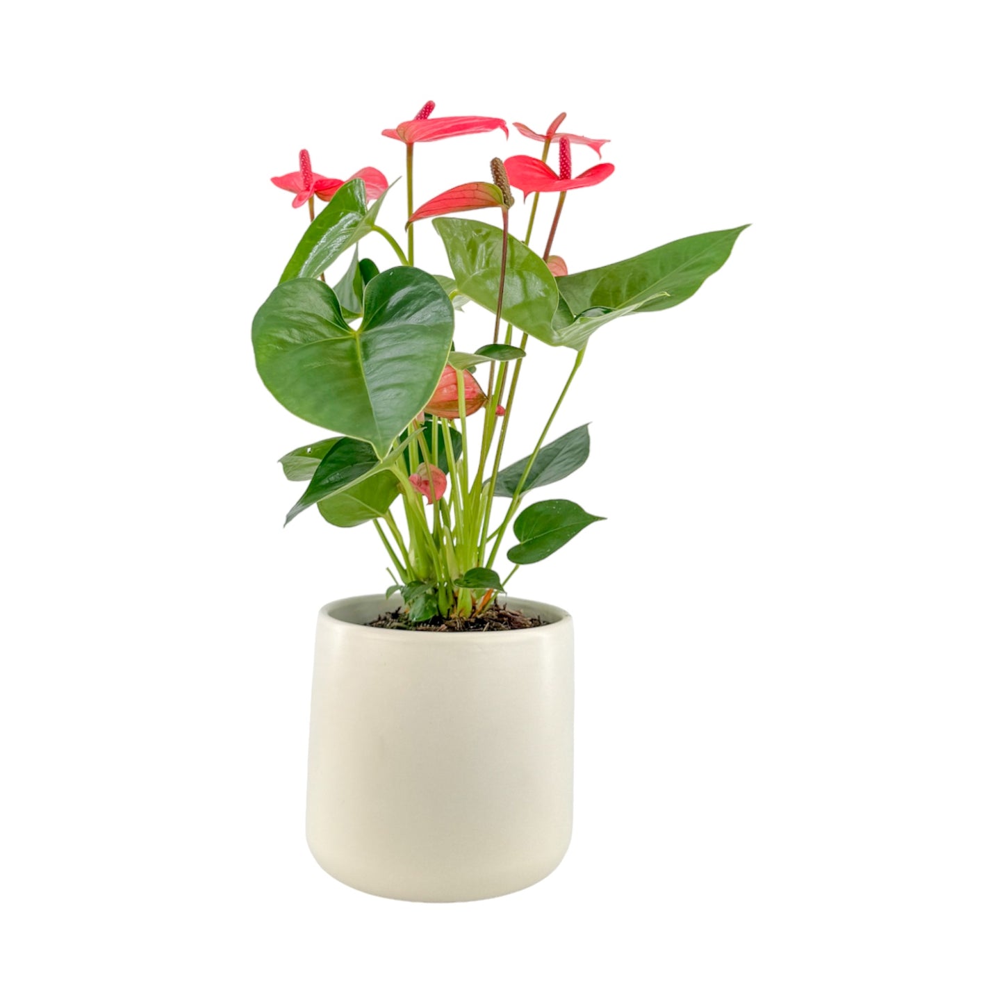 Anthurium 12cm Champion Mixed Colours in Cambridge Ceramic