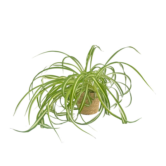 Chlorophytum 12cm Comosum in Basket