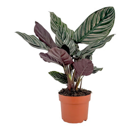 Calathea 12cm Ornata