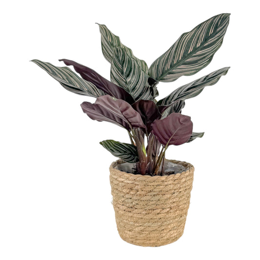 Calathea 12cm Ornata in Basket