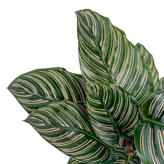 Calathea 12cm Ornata