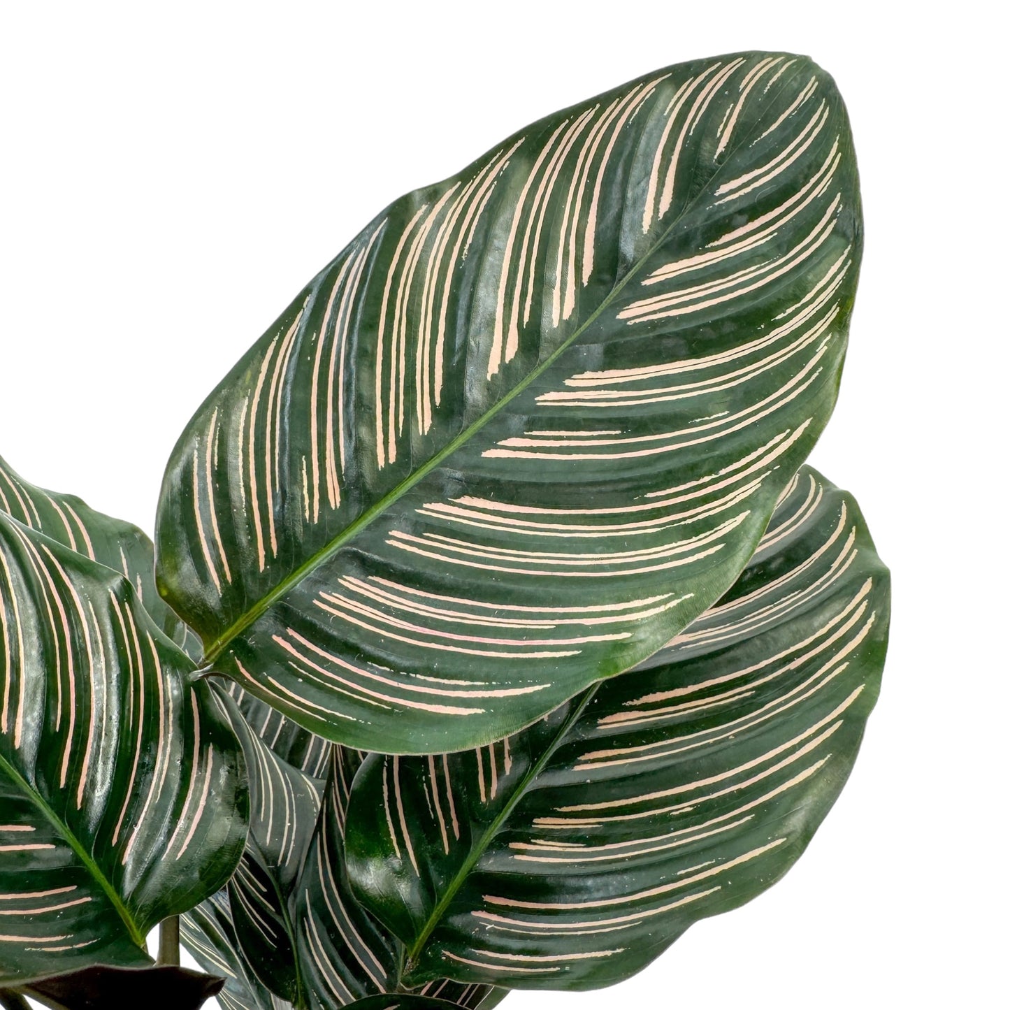 Calathea 12cm Ornata in Cambridge Ceramic