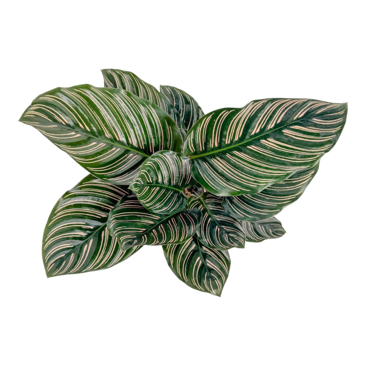 Calathea 12cm Ornata in Cambridge Ceramic