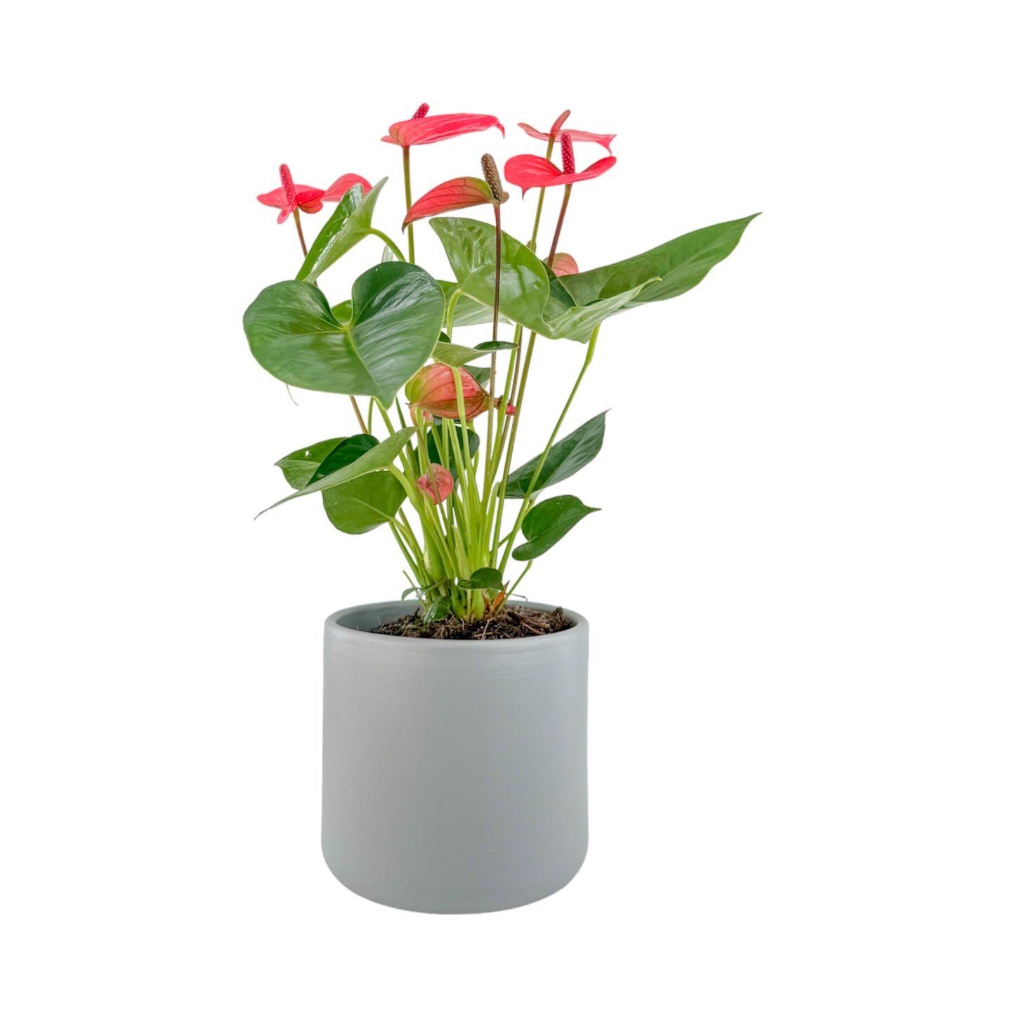 Anthurium 12cm Champion Mixed Colours in Cambridge Ceramic