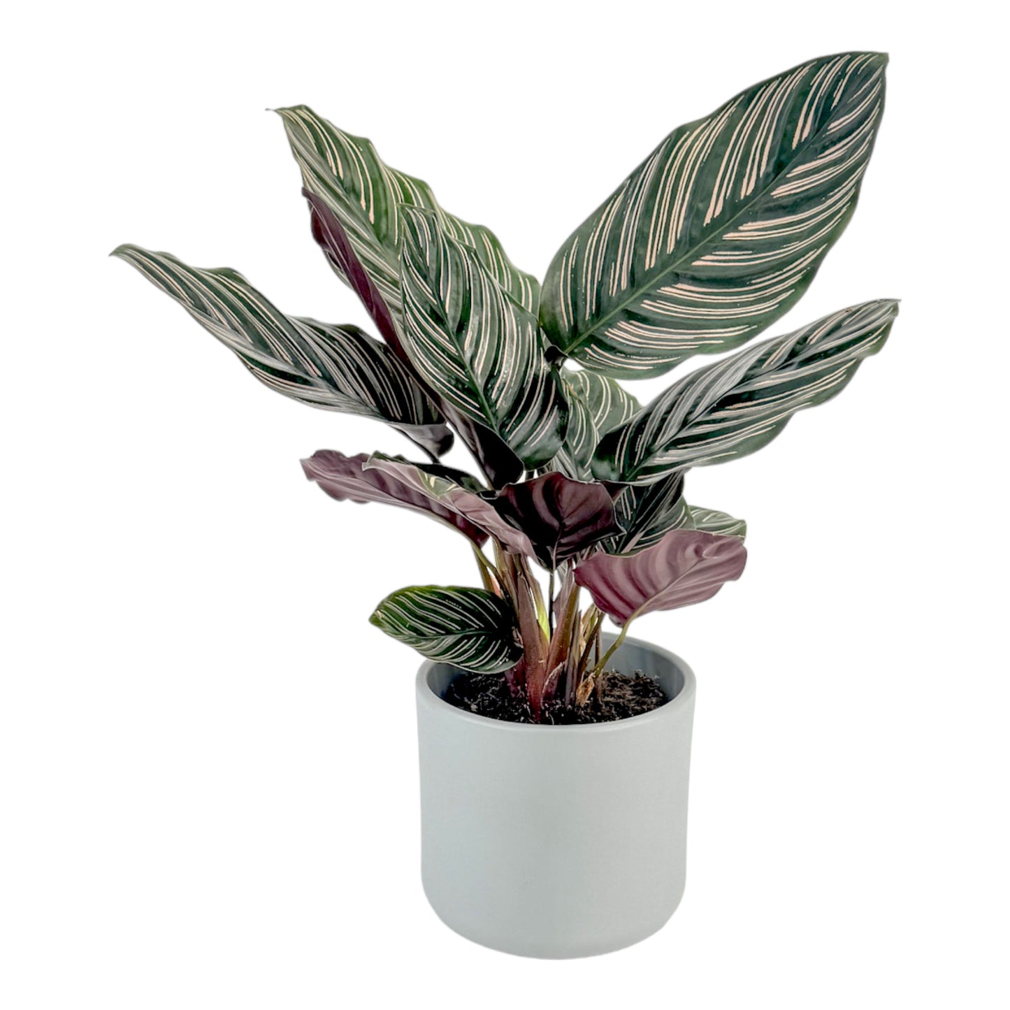 Calathea 12cm Ornata in Cambridge Ceramic