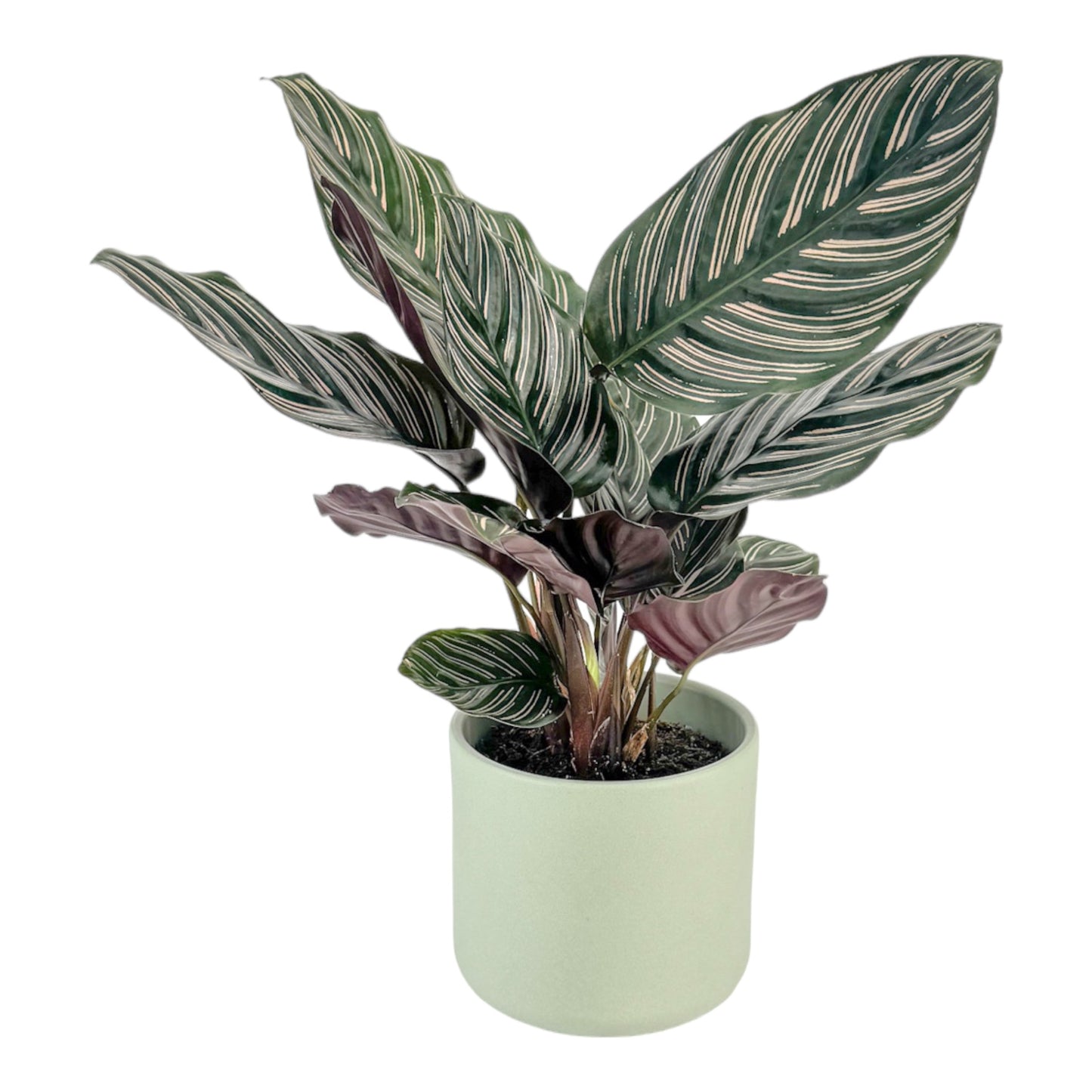 Calathea 12cm Ornata in Cambridge Ceramic