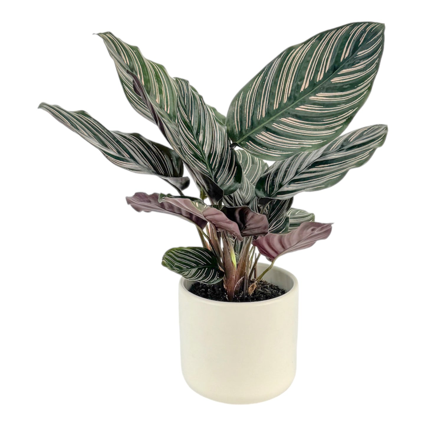 Calathea 12cm Ornata in Cambridge Ceramic