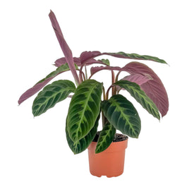 Calathea 12cm Warszewiczii