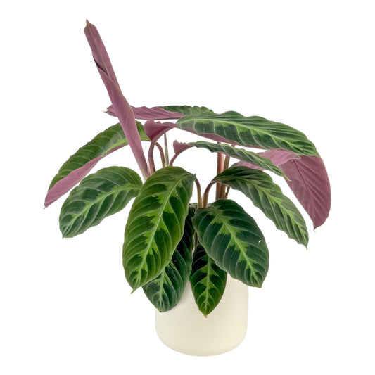 Calathea 12cm Warszewiczii in Cambridge Ceramic