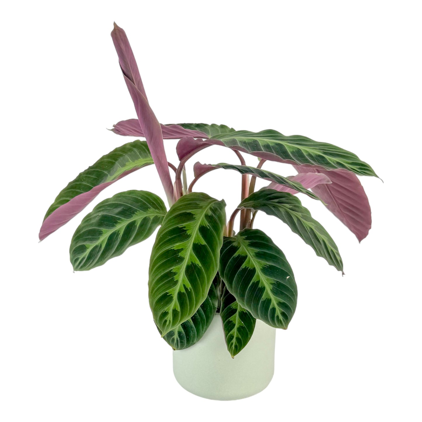 Calathea 12cm Warszewiczii in Cambridge Ceramic