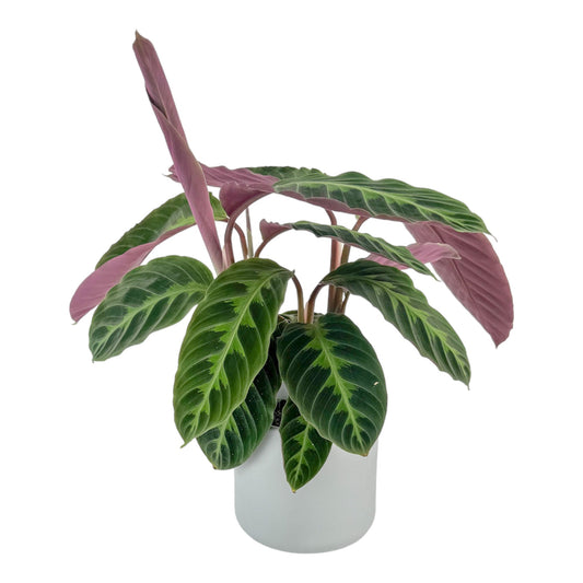 Calathea 12cm Warszewiczii in Cambridge Ceramic