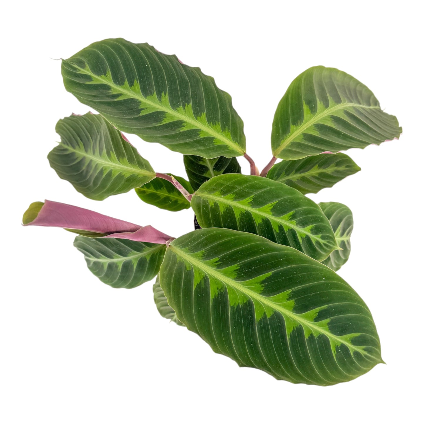 Calathea 12cm Warszewiczii in Cambridge Ceramic