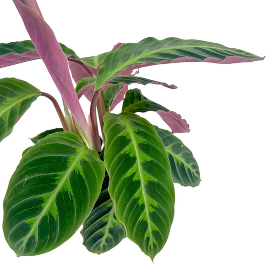 Calathea 12cm Warszewiczii