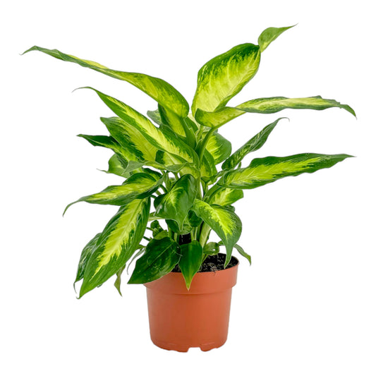 Dieffenbachia 12cm Camilla