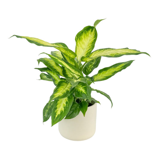 Dieffenbachia 12cm Camilla in Cambridge Ceramic